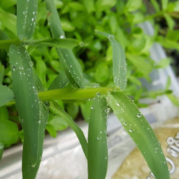 Hygroryza Aristata Rare, floating, Live Aquarium Plants