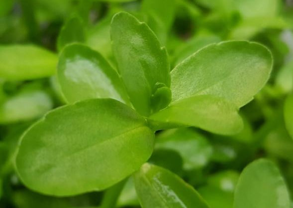 Bacopa Madagascariensis (Rare), Live Aquarium Plants