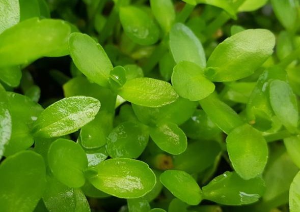 Bacopa Madagascariensis (Rare), Live Aquarium Plants