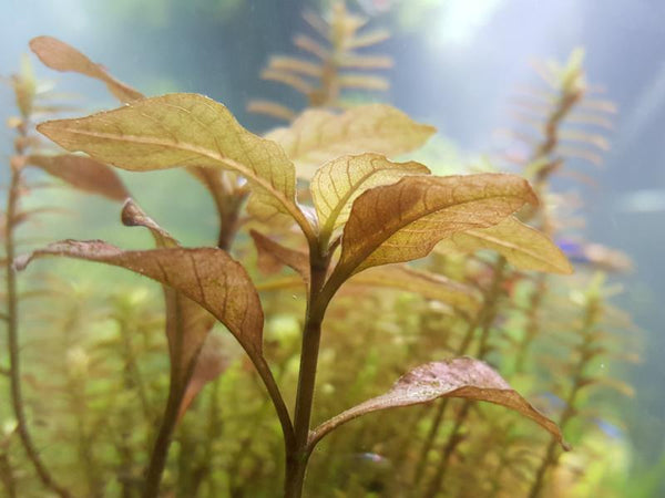 Hygrophila Brown "Thai", Live Aquarium Plants