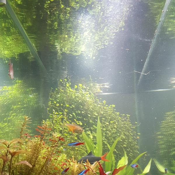 Hydrocotyle, Dwarf Pennywort, Live Aquarium Plants