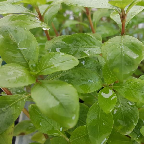 Hygrophila Brown "Thai", Live Aquarium Plants