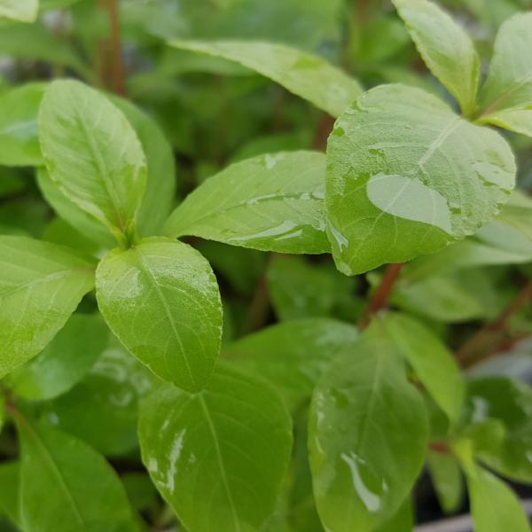 Hygrophila Brown "Thai", Live Aquarium Plants