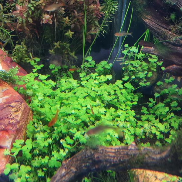 Hydrocotyle Tripartita Japan, Dwarf Pennywort, Live Aquarium Plants