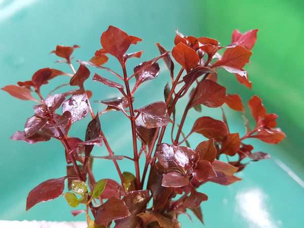 Fully Red Plants with Roots,  4 Species, Live Aquarium Plants + EXTRA