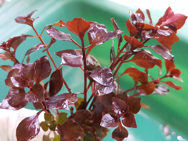 Ludwigia sp Red,  Live Aquarium Plants