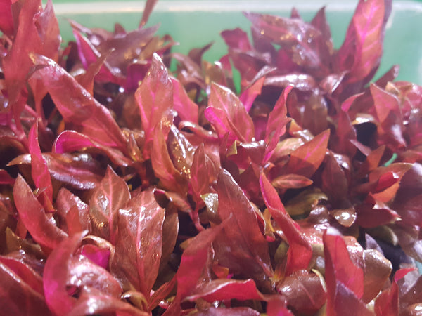 Fully Red Plants with Roots,  4 Species, Live Aquarium Plants + EXTRA