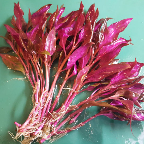 Alternanthera Reineckii Variegated, Rosanervig, Freshwater Live Aquarium Plants