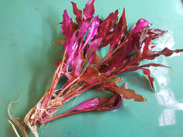 Alternanthera Reineckii, Telanthera Cardinalis,  Freshwater Live Aquarium Plants