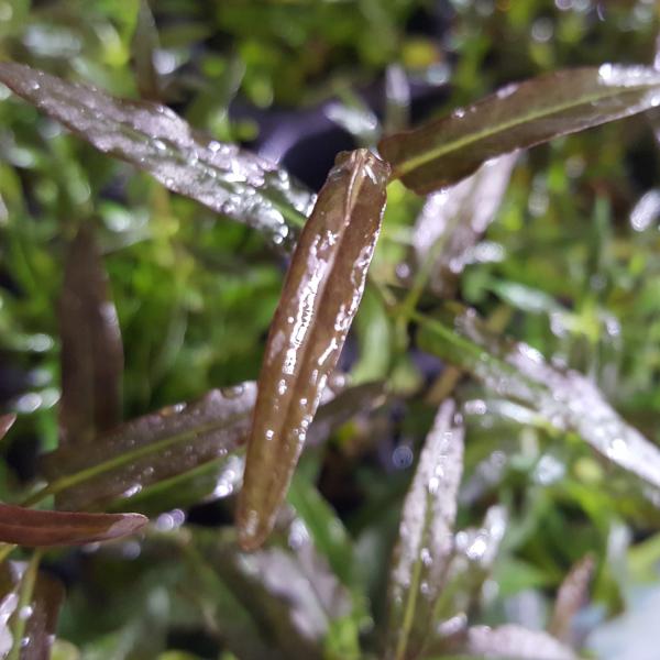 Persicaria sp, Porto Velho, Live Aquarium Plants