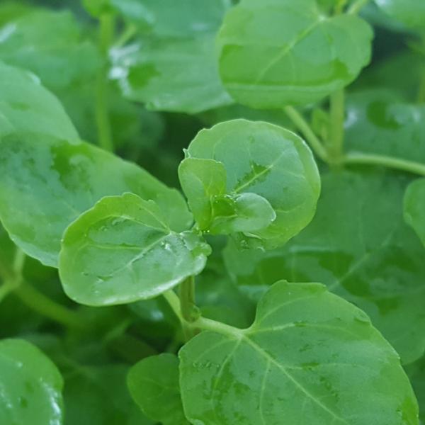 Clinopodium cf Brownei, Live Aquarium Plants