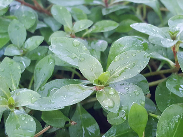 Ludwigia Repens x Arcuata, Live Aquarium Plants