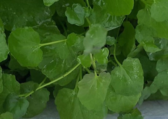 Cardamine Lyrata, Live Aquarium Plants