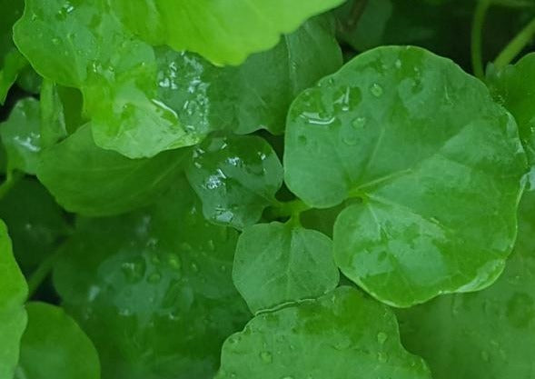 Cardamine Lyrata, Live Aquarium Plants