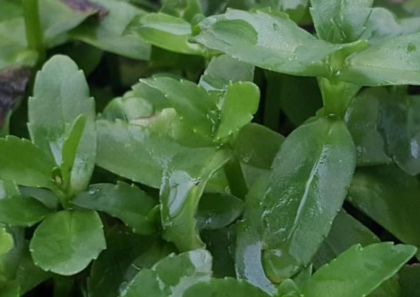 Bacopa Madagascariensis (Rare), Live Aquarium Plants