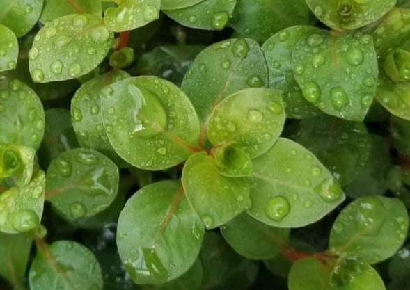 Ludwigia Ovalis,  Live Aquarium Plants