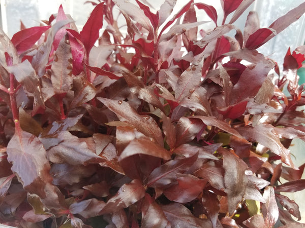 Fully Red Plants with Roots,  4 Species, Live Aquarium Plants + EXTRA