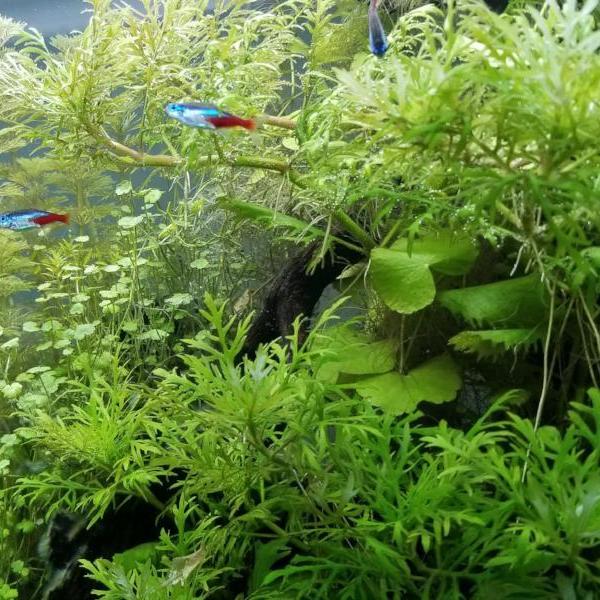 Hygrophila Difformis Westeria, Live Aquarium Plants