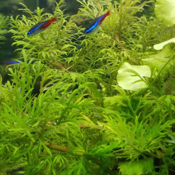 Hygrophila Difformis Westeria, Live Aquarium Plants