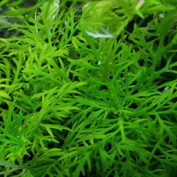 Hygrophila Difformis Westeria, Live Aquarium Plants
