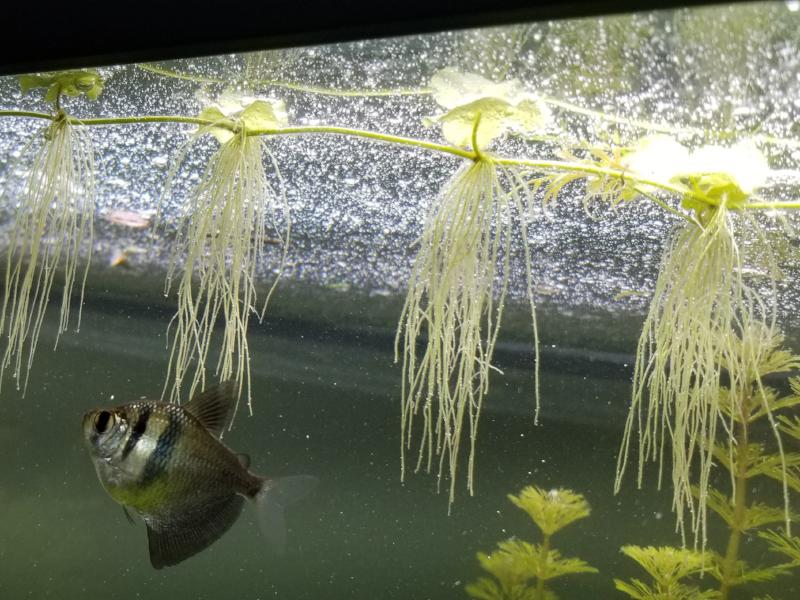 Hydrocotyle Leucocephala, Brazilian Giant Pennywort, Live Aquarium Plants