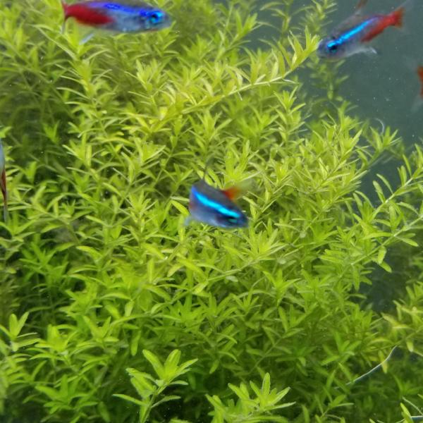 Hemianthus Micranthemoides, HM Pearl Grass,  Freshwater Live Aquarium Plants