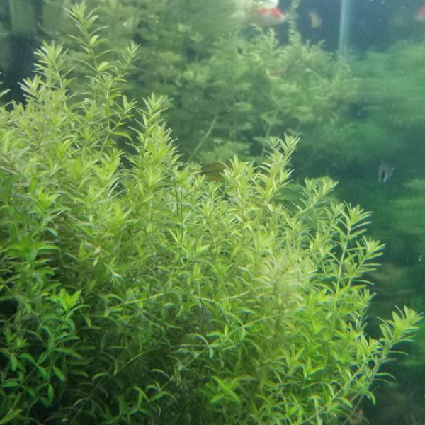 Hemianthus Micranthemoides, HM Pearl Grass,  Freshwater Live Aquarium Plants