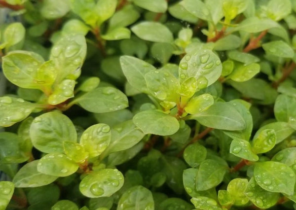 Ludwigia Ovalis,  Live Aquarium Plants