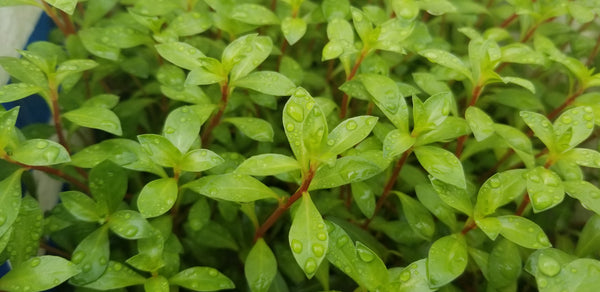 Ludwigia Repens x Arcuata, Live Aquarium Plants