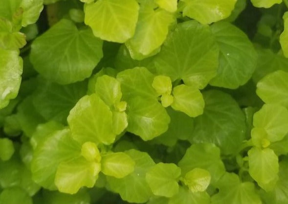Cardamine Lyrata, Live Aquarium Plants