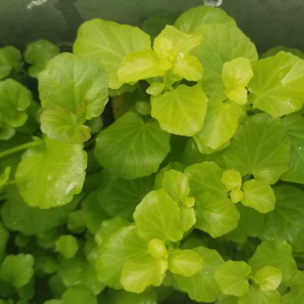 Beginners Bundle, Low to High Light, 10 kinds, see Description for details, Freshwater Aquarium Plants