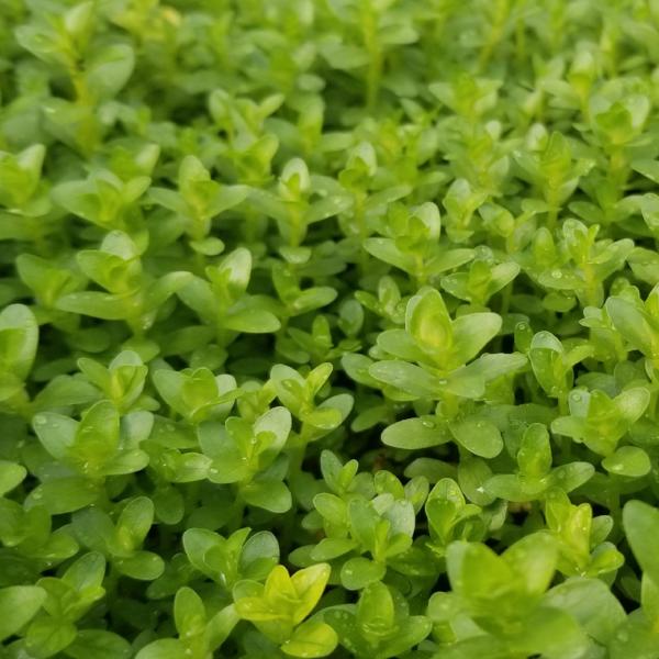 Rotala Sp Green, Live Aquarium Plants