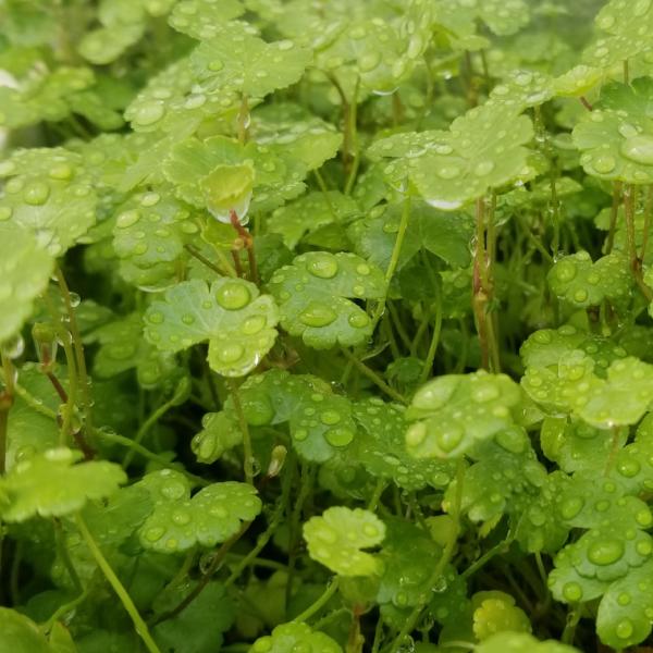 Hydrocotyle, Dwarf Pennywort, Live Aquarium Plants