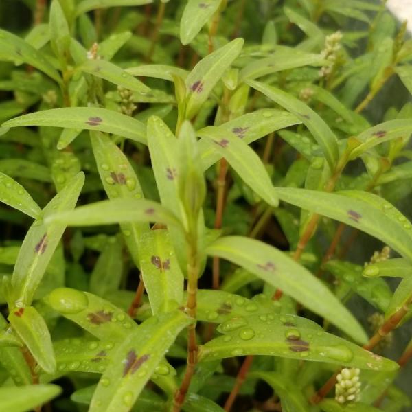 Persicaria sp 'Kawagoeanum, Live Aquarium Plants