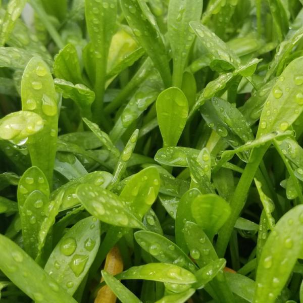 Sagittaria Subulata Dwarf, Live Aquarium Plants