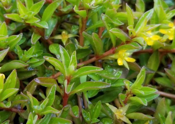 Ludwigia Arcuata, Needle Leaf, Live Aquarium Plants