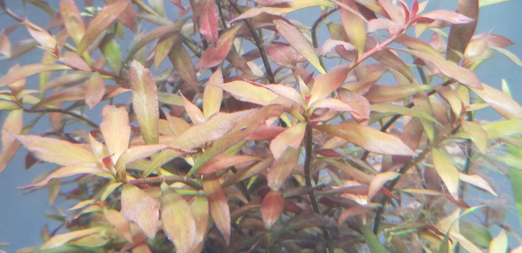 Ludwigia Repens x Arcuata, Live Aquarium Plants