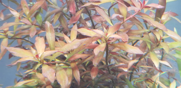 Ludwigia Repens x Arcuata, Live Aquarium Plants