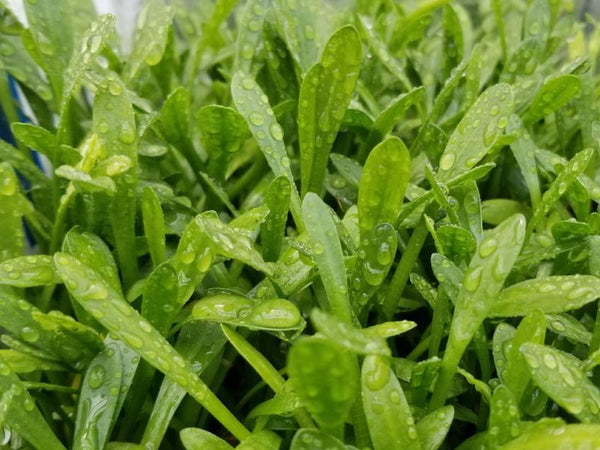 Sagittaria Subulata Dwarf, Live Aquarium Plants