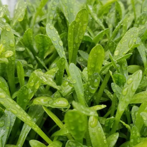 Sagittaria Subulata Dwarf, Live Aquarium Plants