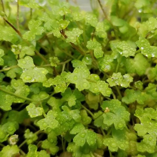 Hydrocotyle Tripartita Mini, Rare, Dwarf Pennywort, Live Aquarium Plants