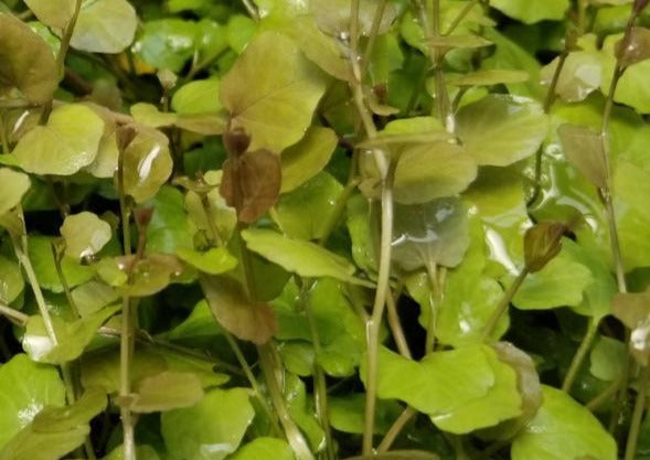 Cardamine Lyrata, Live Aquarium Plants