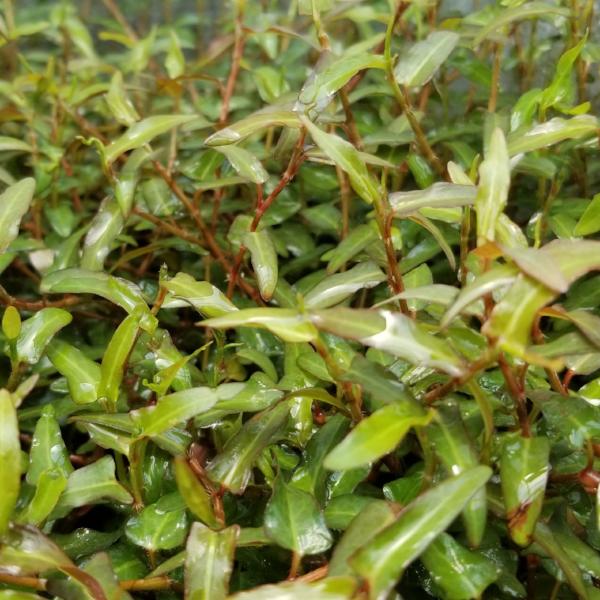 Persicaria sp, Porto Velho, Live Aquarium Plants