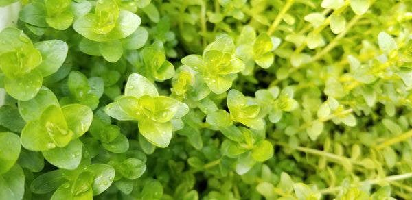 Rotala Sp Green, Live Aquarium Plants