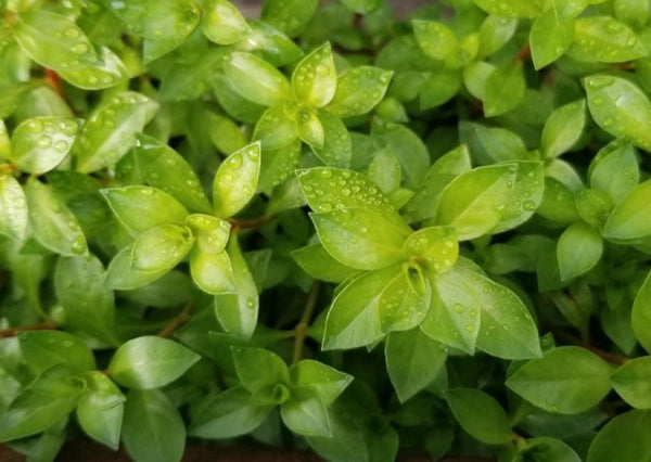 Ludwigia Arcuata, Needle Leaf, Live Aquarium Plants