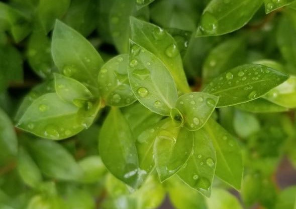 Ludwigia Arcuata, Needle Leaf, Live Aquarium Plants