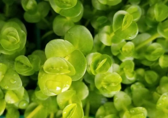 Lindernia Sp India, Rare,  Live Aquarium Plants