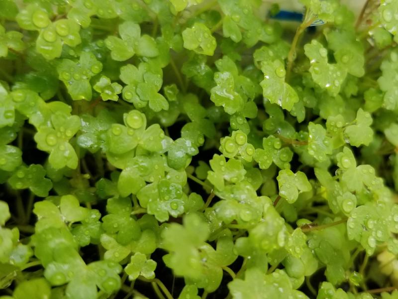Hydrocotyle Tripartita Mini, Rare, Dwarf Pennywort, Live Aquarium Plants