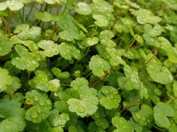 Hydrocotyle, Dwarf Pennywort, Live Aquarium Plants