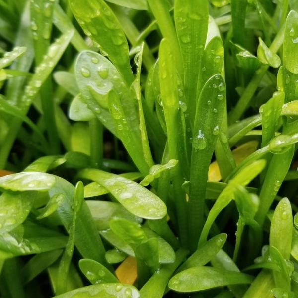 Sagittaria Subulata Dwarf, Live Aquarium Plants